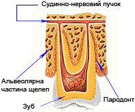 Пародонт